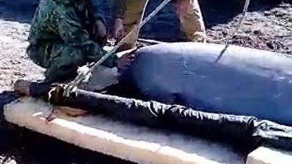 Трех косаток из «китовой тюрьмы» планируют перевезти к Охотскому морю — Информационное Агентство "365 дней"