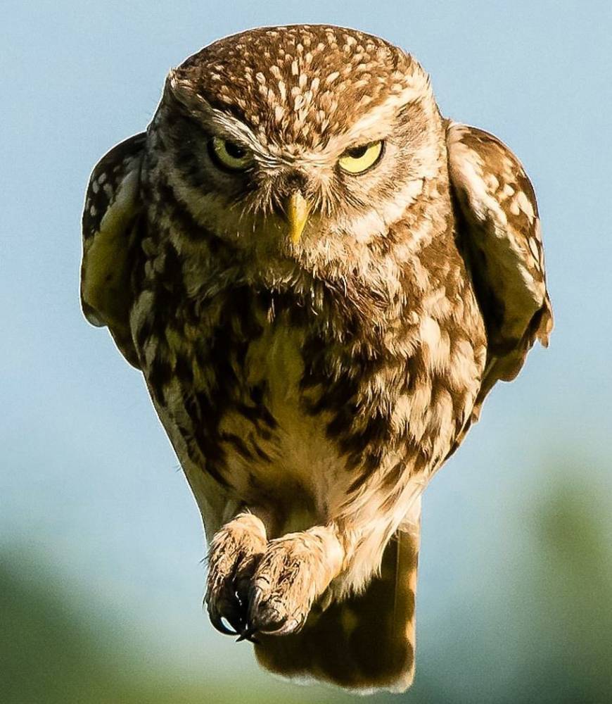 В Великобритании мужчина сфотографировал очень сердитую сову