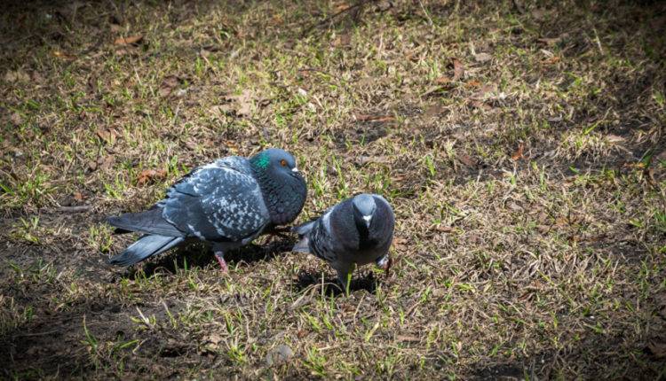 Жители Магадана заплатят штраф за кормление голубей