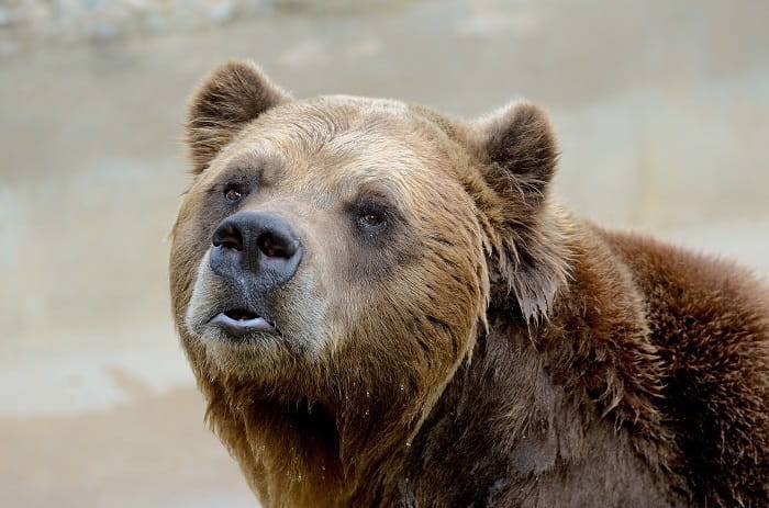 В США медведь «угнал» авто и попал в аварию | РИА «7 новостей»