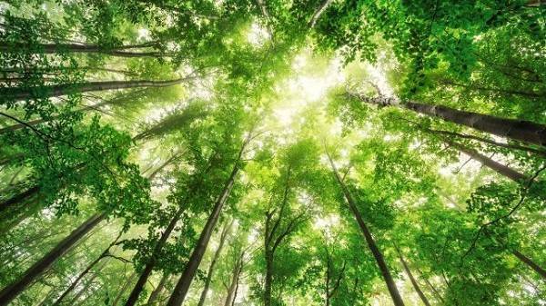 Посадка новых деревьев может решить нынешний климатический кризис