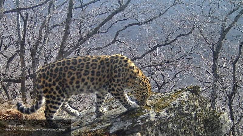 Самолеты-беспилотники задействуют для охраны леопардов в Приморье