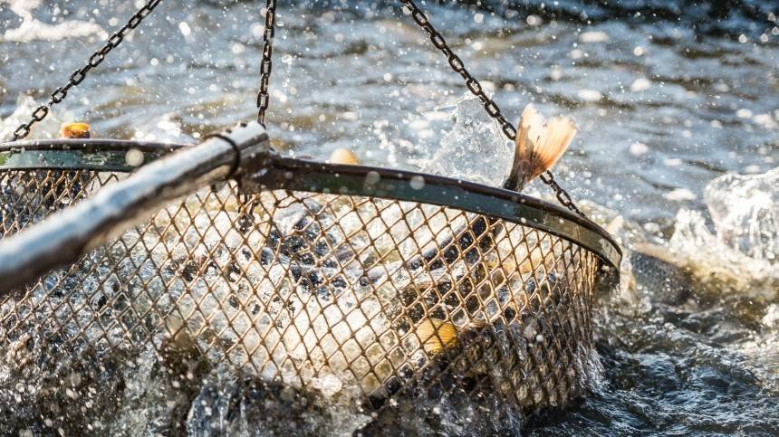 Названы причины гибели промысловой рыбы в Астрахани — видео