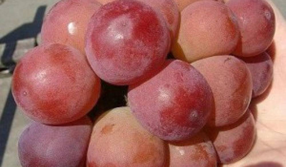 На аукционе&nbsp;в Японии за рекордную сумму продали кисть винограда