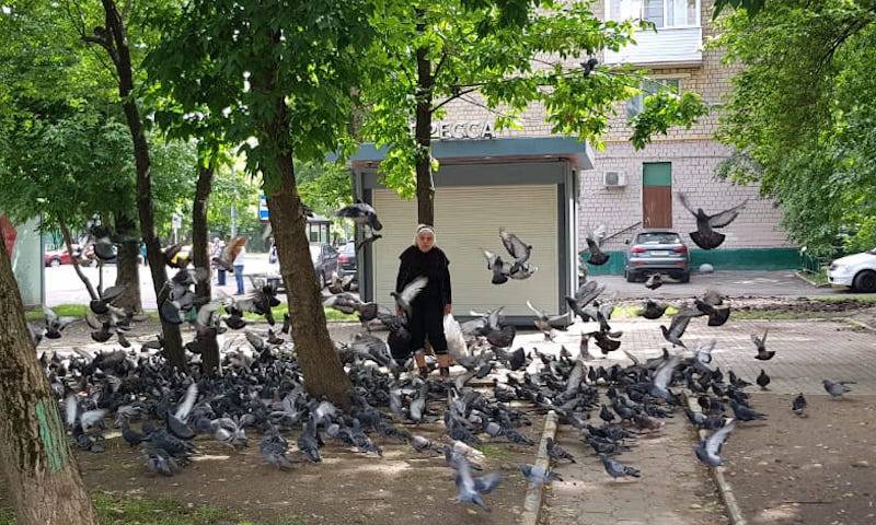 Власти Магадана объявили войну птичьему помету. Лучшие силы города брошены на борьбу с голубями