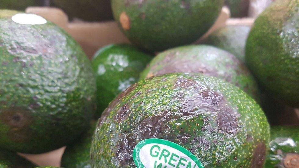 Урожай авокадо в Израиле погиб из-за жары, цены будут расти еще год