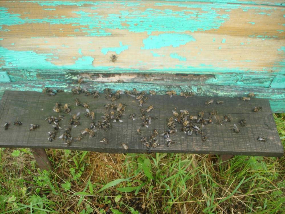 ОНФ в Башкирии просит Россельхознадзор взять на контроль ситуацию с массовой гибелью пчел // ОБЩЕСТВО | новости башинформ.рф