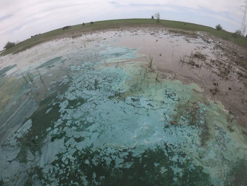 Странные пятна на воде под Астраханью могут быть не бензином, а водорослями