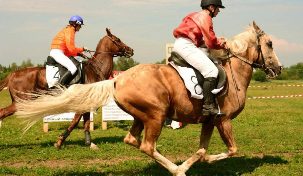 На Ропшинском ипподроме пройдут скачки и конное шоу