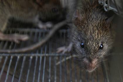 Власти российского города посчитали нашествие крыс нормой
