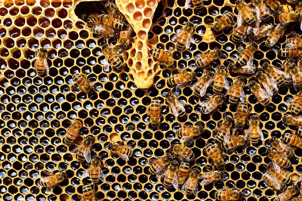 Минсельхоз заявил об ущербе от массовой гибели пчел в регионах
