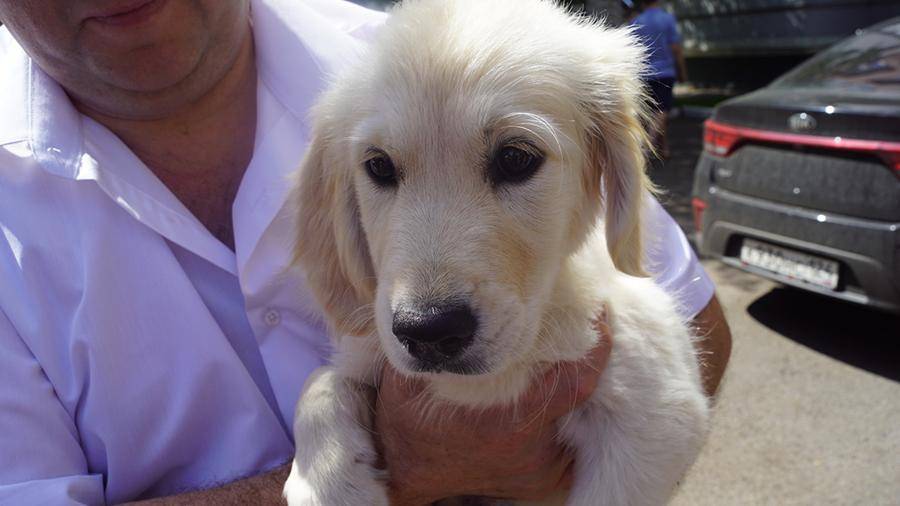 Путин подарил красноярскому школьнику щенка золотистого ретривера