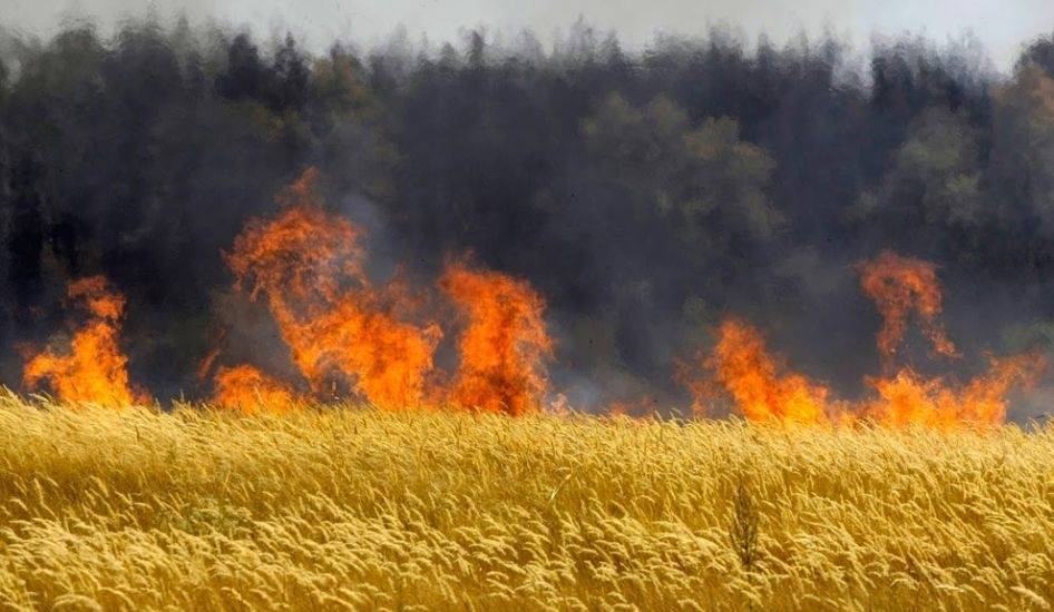 Киевские боевики уничтожили поле с урожаем пшеницы в ДНР