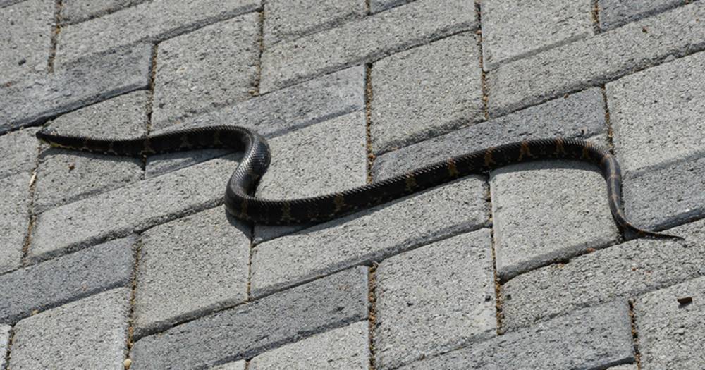 Москвичей предупредили об опасности змей