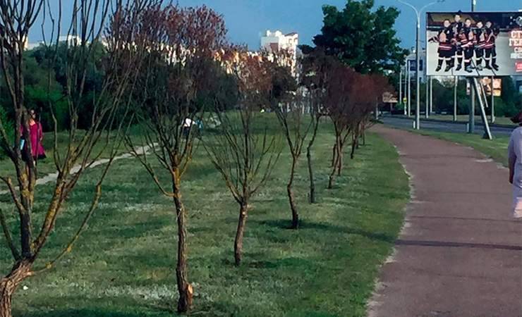 Прокуратура: В мае на улице Мазурова посадили 80 саженцев ивы — все деревья погибли