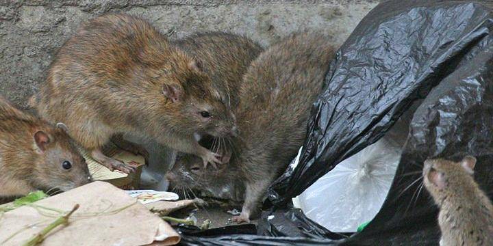 Власти Норильска не увидели проблемы в нашествии крыс