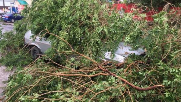В центре Соль-Илецка из-за стихийного ветра на автомобили туристов упало дерево