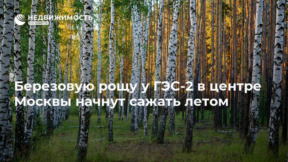 Березовую рощу у ГЭС-2 в центре Москвы начнут сажать летом