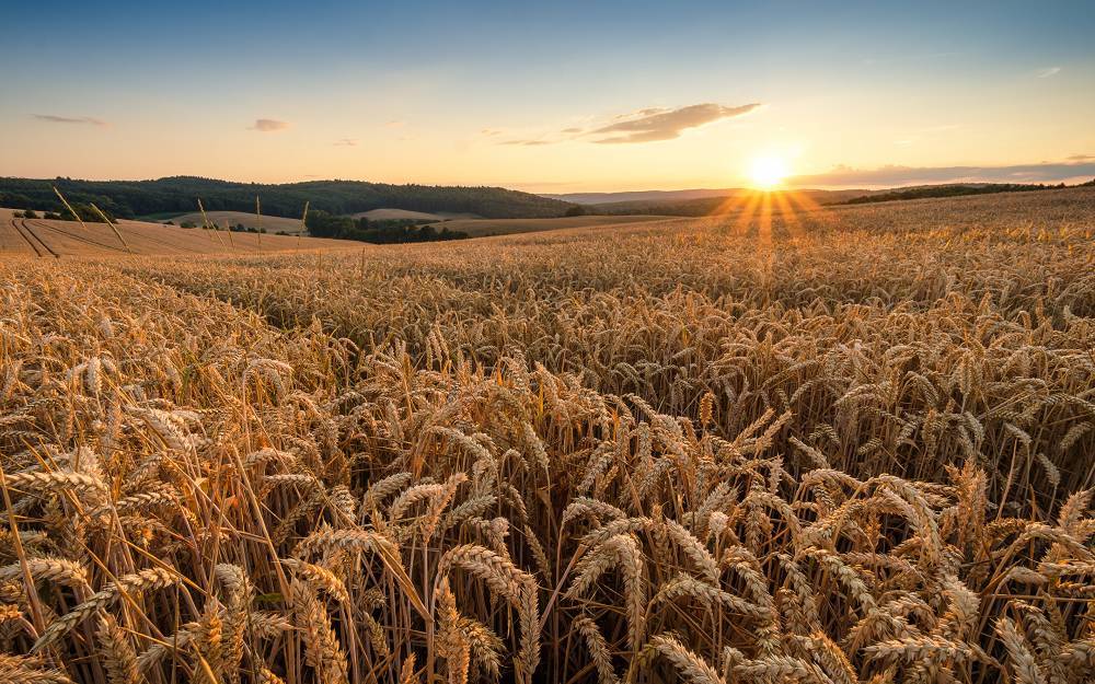 Под обстрелом боевиков ВСУ в ДНР сгорело поле пшеницы