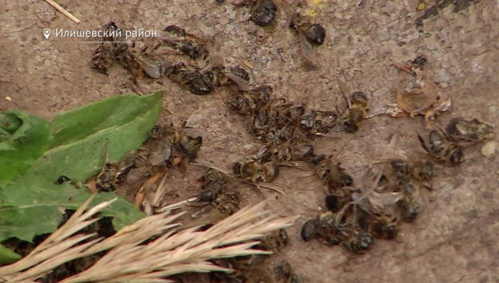 В Башкирии вслед за пчелами начали погибать и птицы