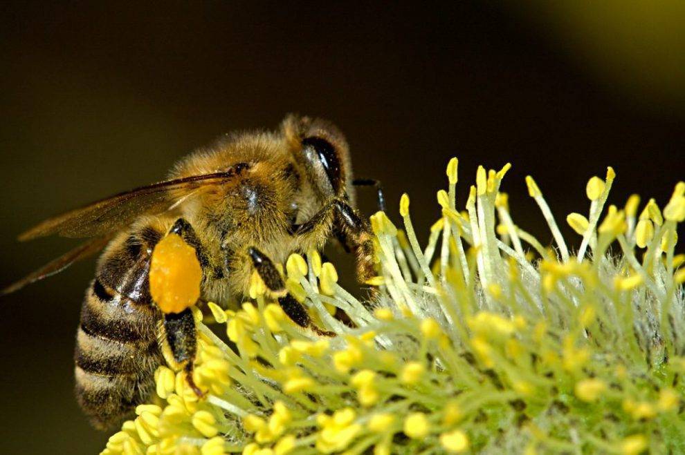 Министерство сельского хозяйства РФ дал рекомендации по предотвращению гибели пчел