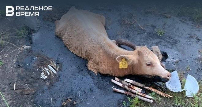 В Татарстане теленка спасли из лужи битума