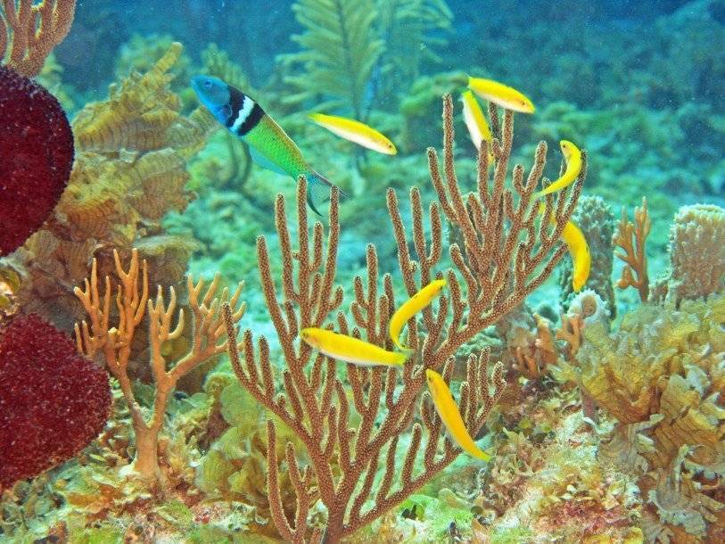 Установлены генетические основы смены пола у коралловой рыбы - polit.ru - Австралия - Новая Зеландия - Мельбурн