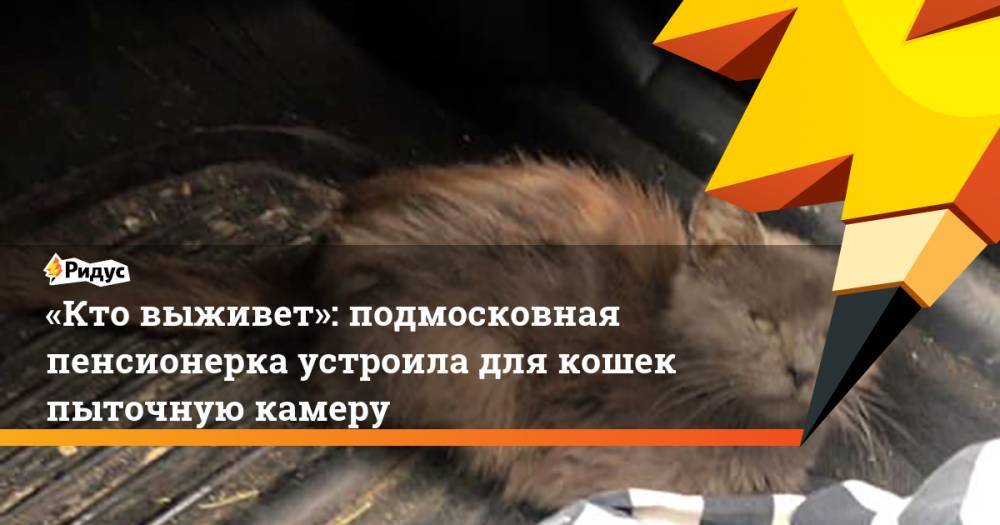 «Кто выживет»: подмосковная пенсионерка устроила для кошек пыточную камеру. Ридус