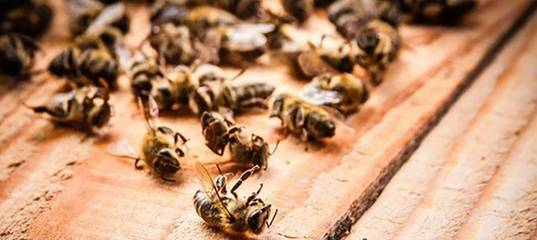 В Тюменской области специалисты разбираются в причинах массовой гибели пчел