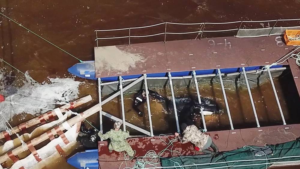 Из "китовой тюрьмы" в Приморье освободят трех косаток