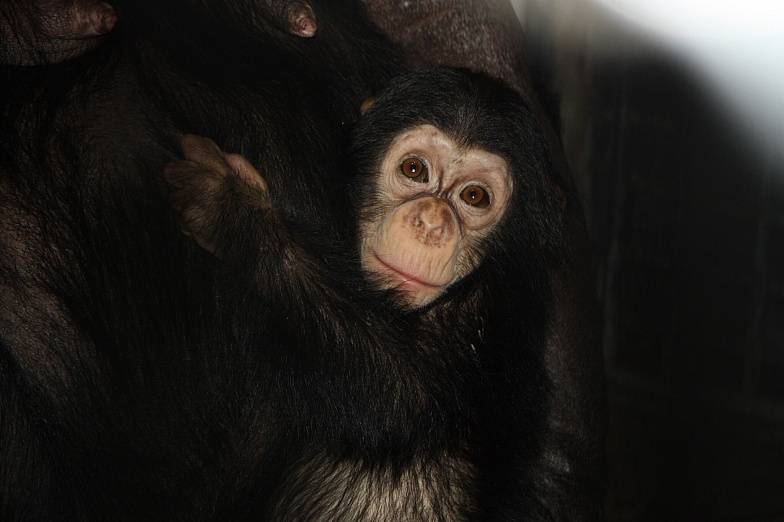 В Ростовский зоопарк из Челябинска переехала шимпанзе Варюшка