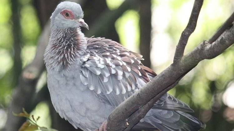 Магаданцы хотят обжаловать запрет на кормление голубей