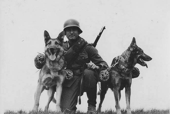 «Овчарка Дауфмана»: зачем Гитлер приказал создать самую опасную собаку | Русская семерка