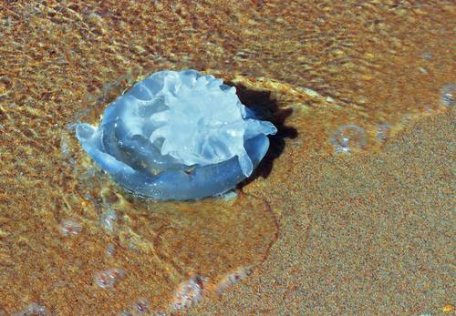 Предупреждение: у берегов Израиля новые медузы, не пользуйтесь уксусом