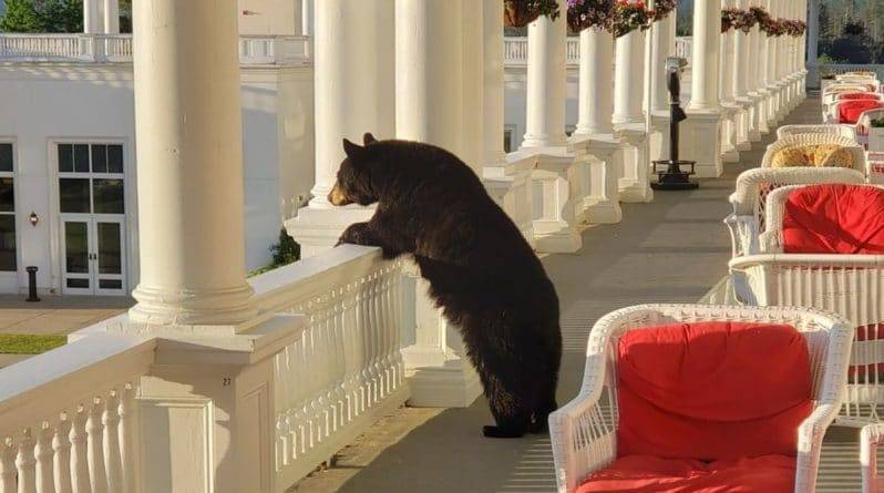 Соцсети в восторге от вирусного снимка молодого медведя, любующегося закатом из отеля