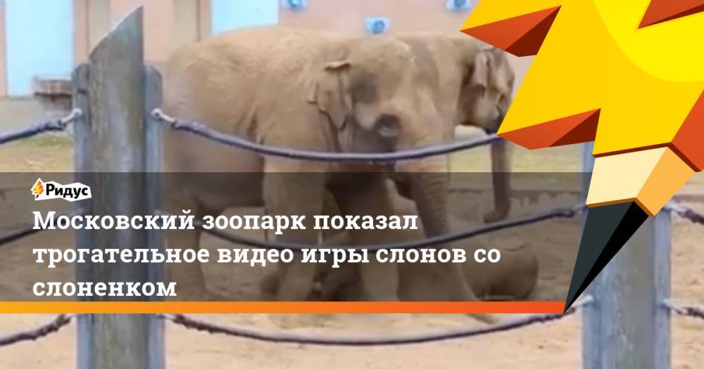 Московский зоопарк показал трогательное видео игры слонов со слоненком. Ридус
