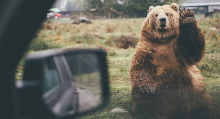 В США медведь угнал авто, врезался в дерево и сбежал