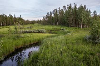 В российском регионе восстановят 14 тысяч гектаров лесного фонда