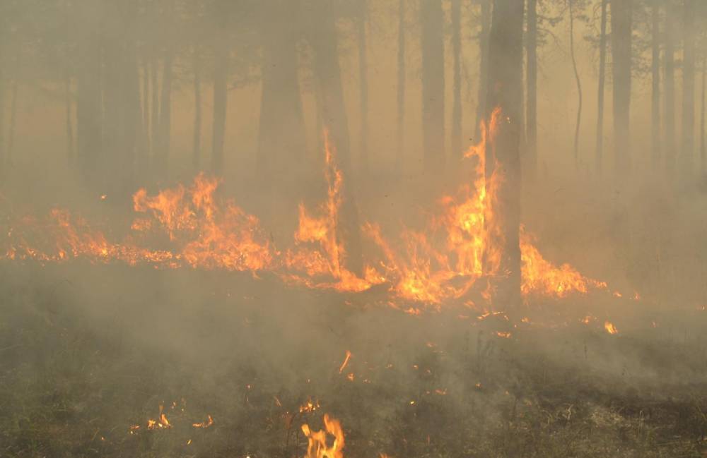 На севере Бурятии неделю бушуют лесные пожары, возникшие из-за гроз