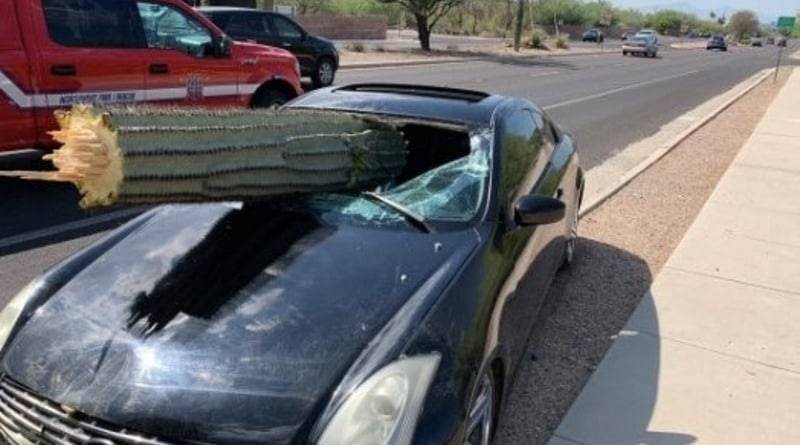 Чудесное спасение: кактус размером с дерево проткнул лобовое стекло автомобиля (фото)