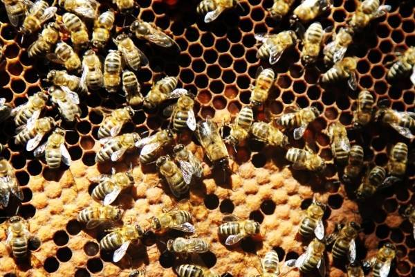 Власти Башкирии сообщили о массовой гибели пчёл