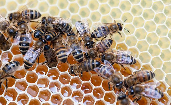 New York Post: в России массово гибнут пчелы