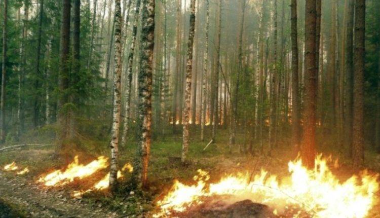 Площадь лесных пожаров под Иркутском выросла до 88 тыс. гектаров
