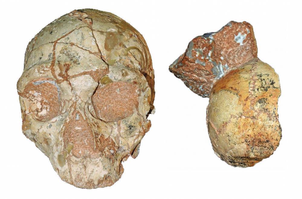 В Греции нашли останки самого древнего человека в Европе