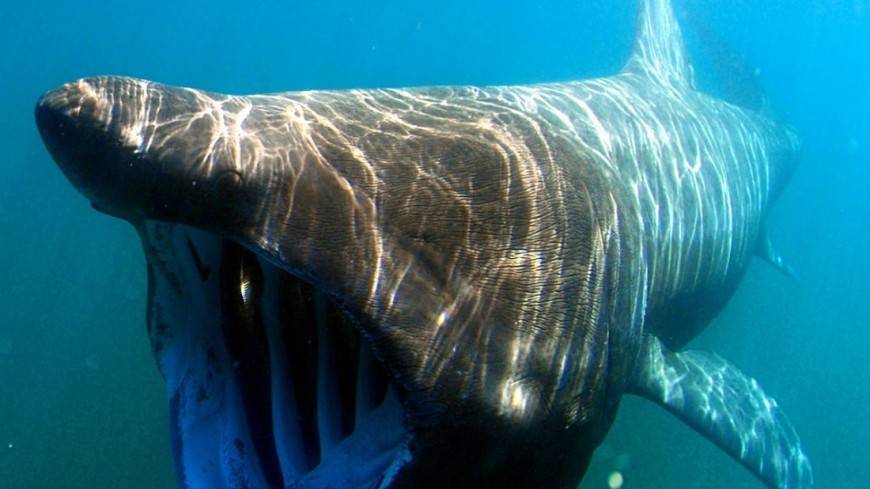 Смертельная схватка: видео боя двух белых акул поразило Cеть