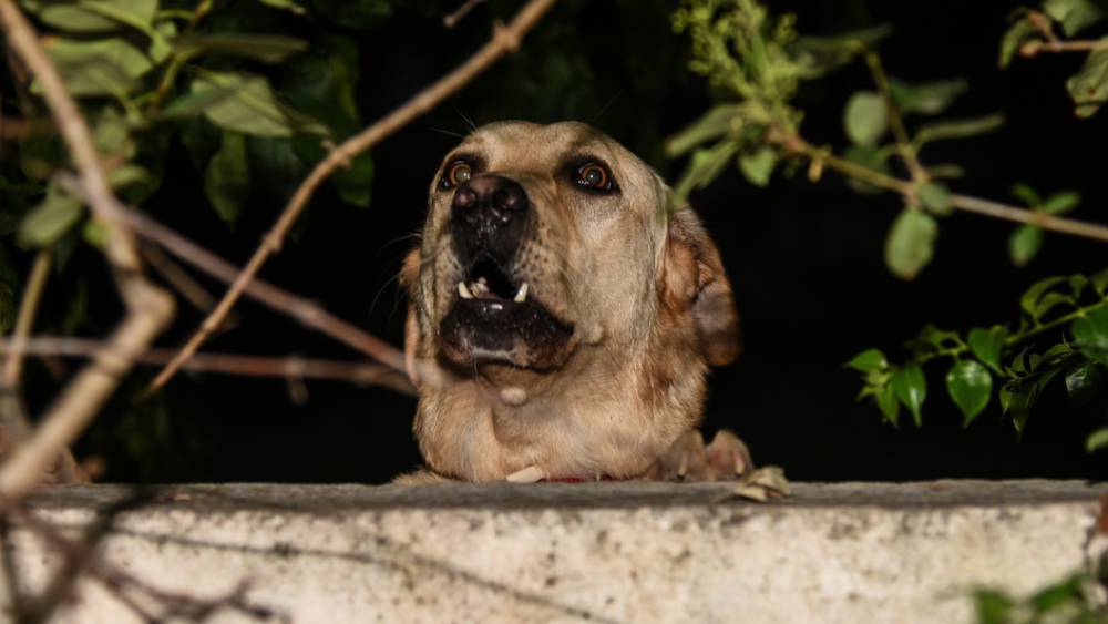 Акбаш, булли кутта и гуль-донг: Список опасных собак могут расширить