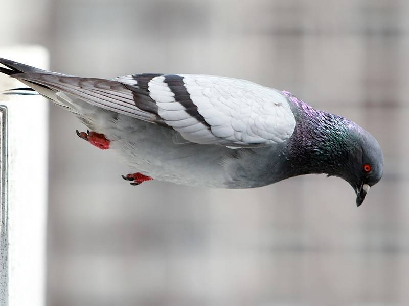 Власти Магадана вводят штрафы за кормление голубей