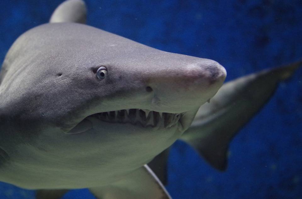 Видео смертельной битвы двух огромных акул шокировало Сеть. РЕН ТВ