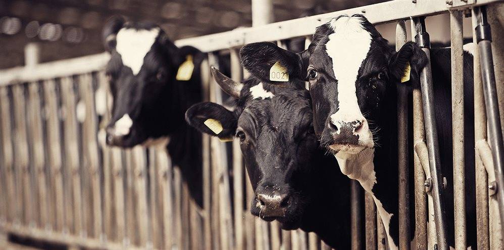 В Ульяновской области отчитались о высоком темпе развития молочного животноводства