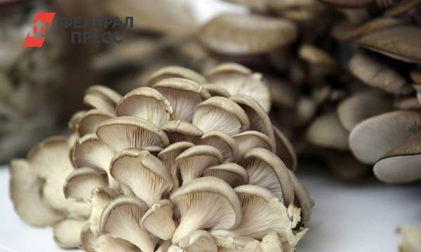 Названы ядовитые грибы, которые легко спутать со съедобными | Москва | ФедералПресс